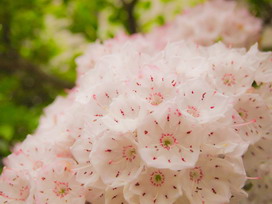 カルミアの花言葉 カルミアの花言葉と名前の由来