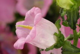 カンパニュラ メディウムの花言葉 カンパニュラ メディウムの花言葉と名前の由来