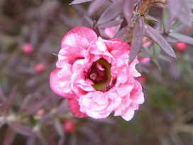 ギョリュウバイの花言葉 ギョリュウバイの花言葉と名前の由来