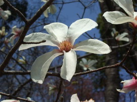 コブシの花言葉 コブシの花言葉と名前の由来