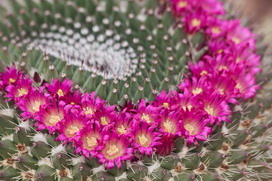 サボテン キンシャチ の花言葉 サボテン キンシャチ の花言葉と名前の由来