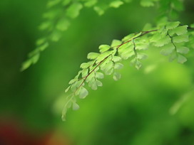 アジアンタムの花言葉 アジアンタムの花言葉と名前の由来