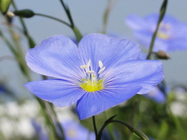 宿根アマの花言葉 宿根アマの花言葉と名前の由来