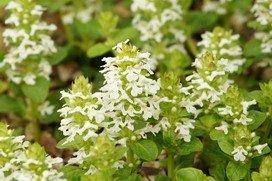 アジュガの花言葉 アジュガの花言葉と名前の由来