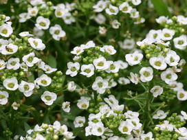 スイートアリッサムの花言葉 スイートアリッサムの花言葉と名前の由来