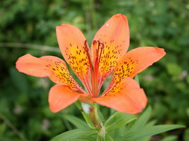 スカシユリの花言葉 スカシユリの花言葉と名前の由来