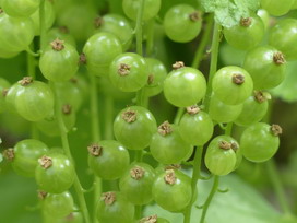 スグリの花言葉 スグリの花言葉と名前の由来