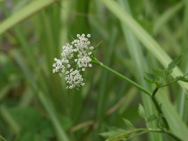 芹の花言葉 芹の花言葉と名前の由来