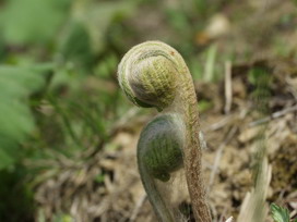 ゼンマイの花言葉 ゼンマイの花言葉と名前の由来