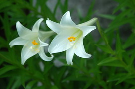 テッポウユリの花言葉 テッポウユリの花言葉と名前の由来