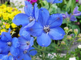 デルフィニウム ベラドンナ系 の花言葉 デルフィニウム ベラドンナ系 の花言葉と名前の由来