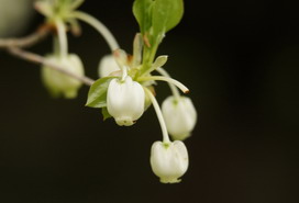 ドウダンツツジの花言葉 ドウダンツツジの花言葉と名前の由来