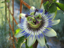 トケイソウの花言葉 トケイソウの花言葉と名前の由来