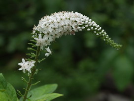 トラノオの花言葉 トラノオの花言葉と名前の由来