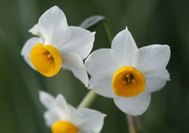 日本水仙の花言葉 日本水仙の花言葉と名前の由来