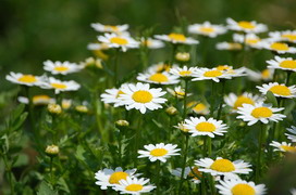 ノースポールの花言葉 ノースポールの花言葉と名前の由来