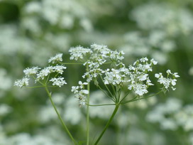 パセリの花言葉 パセリの花言葉と名前の由来