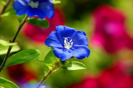 アメリカンブルーの花言葉 アメリカンブルーの花言葉と名前の由来