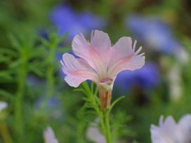 初恋草の花言葉 初恋草の花言葉と名前の由来