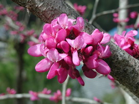 ハナズオウの花言葉 ハナズオウの花言葉と名前の由来