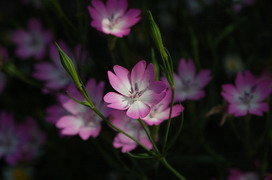 ビスカリアの花言葉 ビスカリアの花言葉と名前の由来