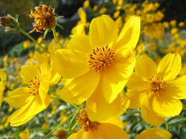 ビデンス トリプリネルヴィアの花言葉 ビデンス トリプリネルヴィアの花言葉と名前の由来