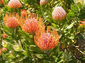 ピンクッションの花言葉 ピンクッションの花言葉と名前の由来