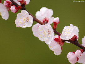 杏の花言葉 杏の花言葉と名前の由来