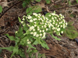 蕗の花言葉 蕗の花言葉と名前の由来