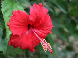 ブッソウゲの花言葉 ブッソウゲの花言葉と名前の由来