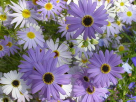 ブラキカムの花言葉 ブラキカムの花言葉と名前の由来