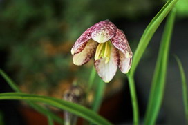 フリチラリアの花言葉 フリチラリアの花言葉と名前の由来