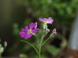 プリムラ マラコイデスの花言葉 プリムラ マラコイデスの花言葉と名前の由来