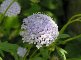 ブルーレースフラワーの花言葉 ブルーレースフラワーの花言葉と名前の由来