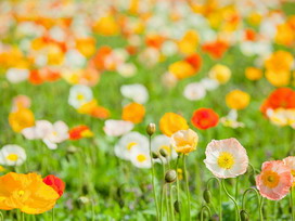 アイスランドポピーの花言葉 アイスランドポピーの花言葉と名前の由来