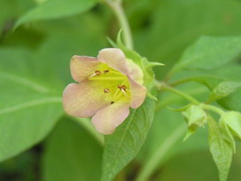 ベラドンナの花言葉 ベラドンナの花言葉と名前の由来