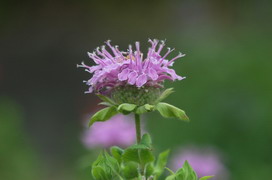 ベルガモットの花言葉 ベルガモットの花言葉と名前の由来