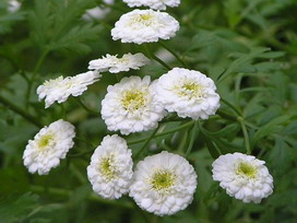 マトリカリアの花言葉 マトリカリアの花言葉と名前の由来