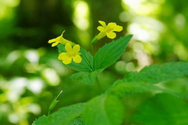 ミムラスの花言葉 ミムラスの花言葉と名前の由来