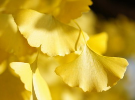 イチョウの花言葉 イチョウの花言葉と名前の由来