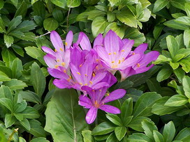 イヌサフランの花言葉 イヌサフランの花言葉と名前の由来