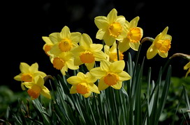 ラッパスイセンの花言葉 ラッパスイセンの花言葉と名前の由来