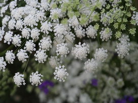 レースフラワーの花言葉 レースフラワーの花言葉と名前の由来