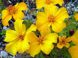ウインターコスモスの花言葉 ウインターコスモスの花言葉と名前の由来