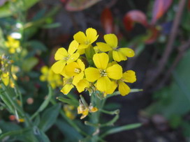 ウォールフラワーの花言葉 ウォールフラワーの花言葉と名前の由来