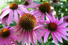 エキナセアの花言葉 エキナセアの花言葉と名前の由来