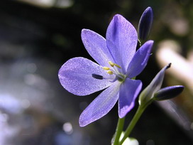 葵の花言葉 葵の花言葉と名前の由来