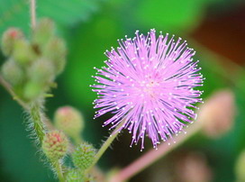 オジギソウの花言葉 オジギソウの花言葉と名前の由来