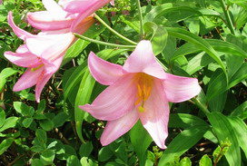 オトメユリの花言葉 オトメユリの花言葉と名前の由来