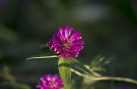 デンマークの国花 デンマークの国花の由来とは 国花 県花まるわかり事典